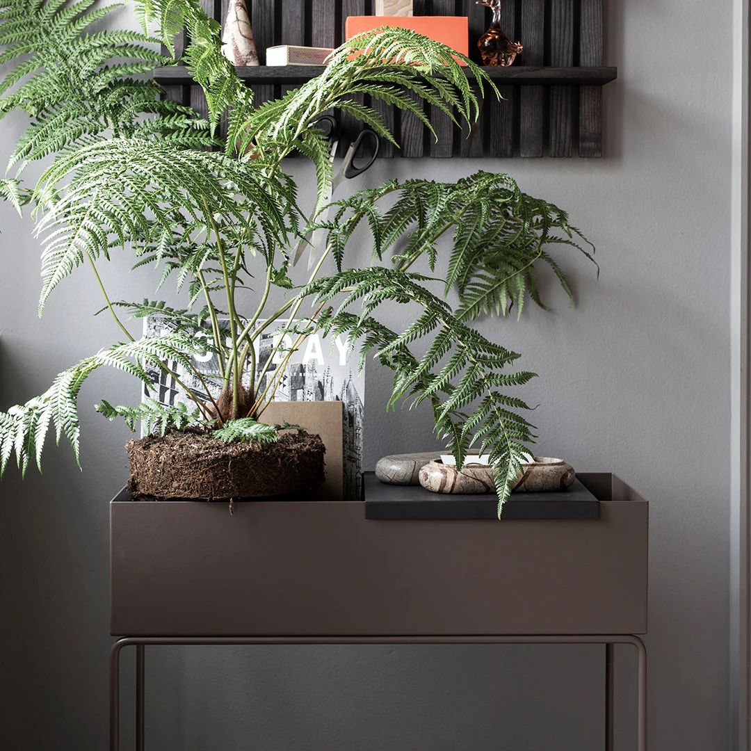 Plant Box - Image 12